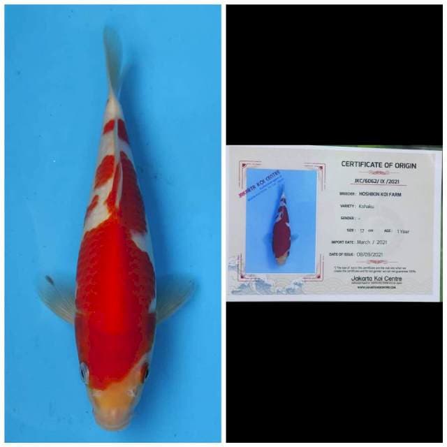Hoshikin Kohaku