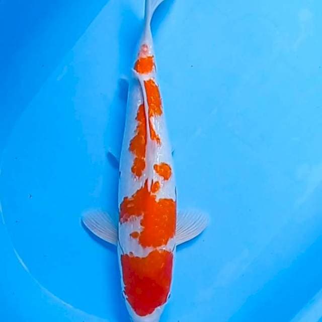 KOHAKU GINRIN 46 CM, ORI