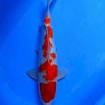 KOHAKU GINRIN 46 CM, ORI