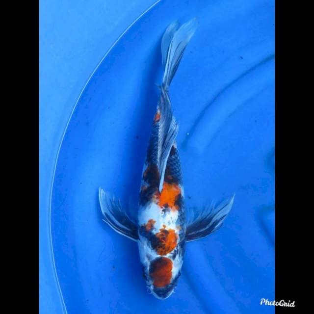 50cm , Jumbo Kumpay Showa