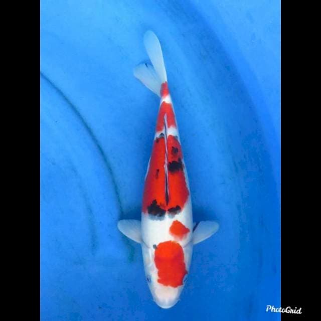 35cm , Male - Red Sanke Orignal