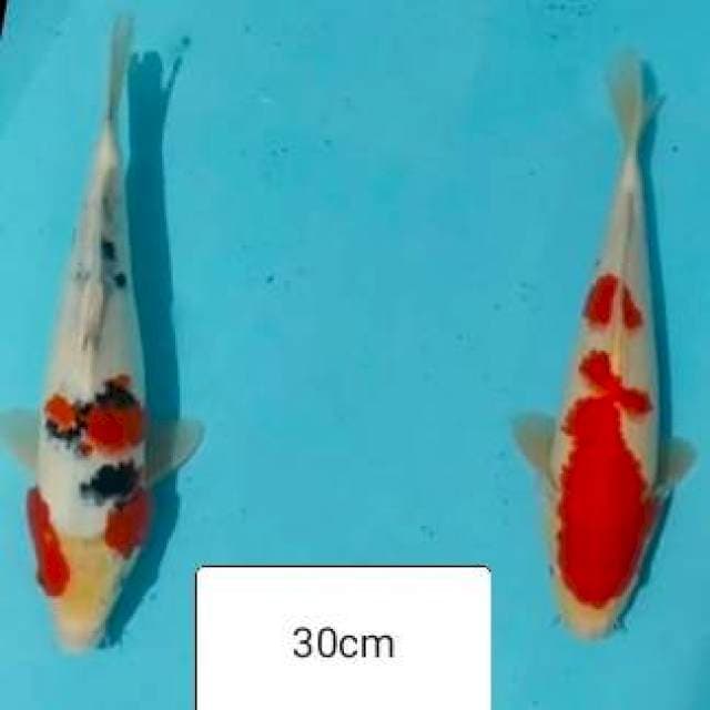 ✔️ kohaku, sanke 30cm
