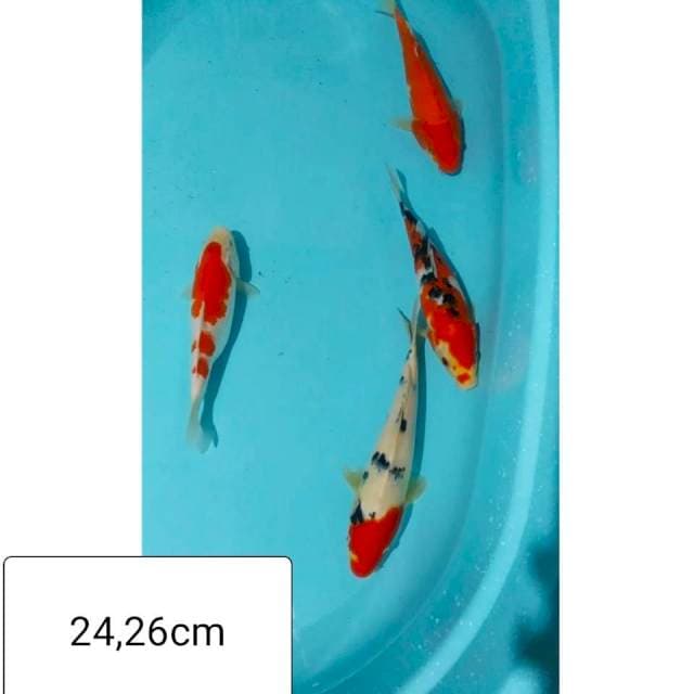 ✔️ 4e kohaku sanke 25,26cm