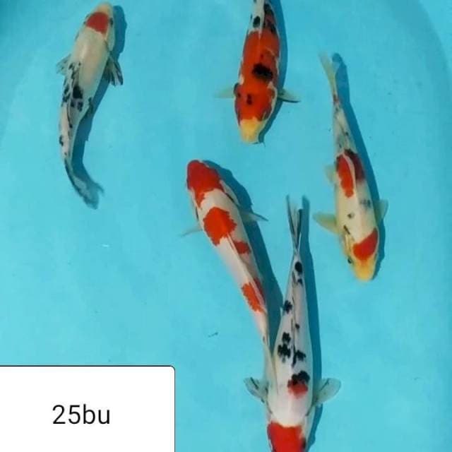 ✔️5e kohaku sanke 25bu