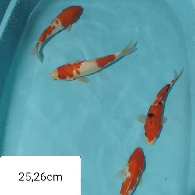 ✔️ 4e kohaku sanke 25_26cm