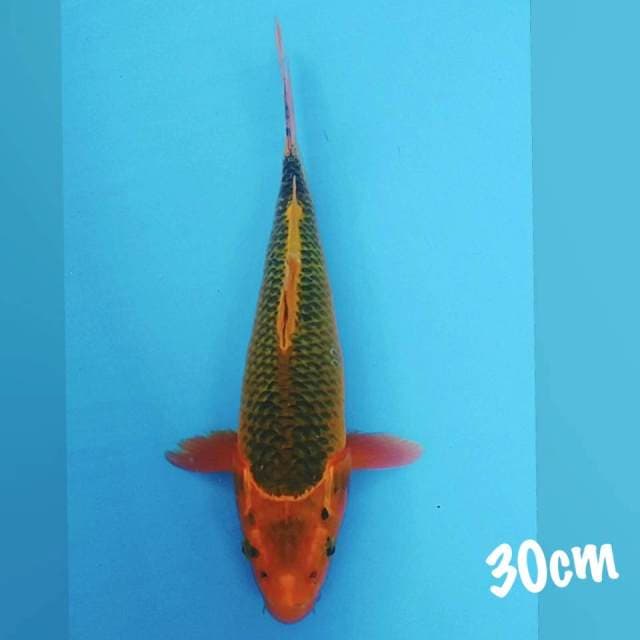Hi matsuba 30cm