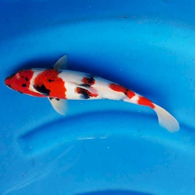 Kindai 30cm istimewa