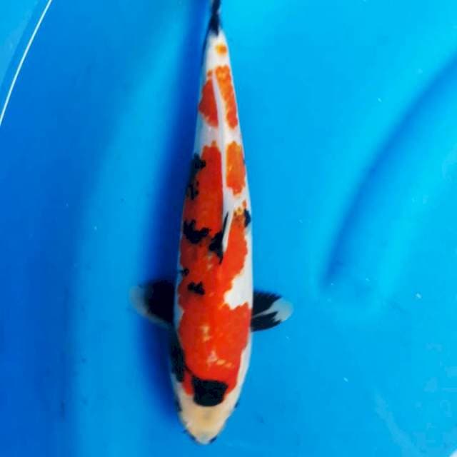 Sansoku sowa30cm