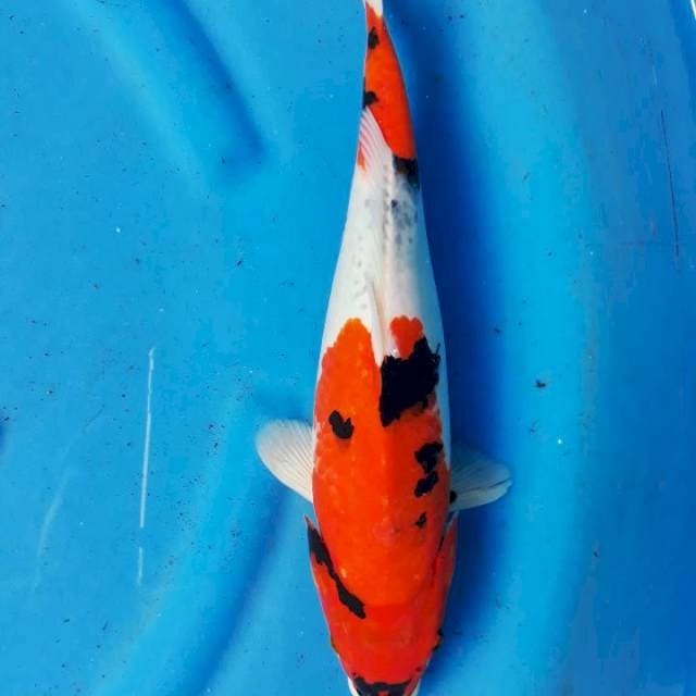 Sowa fm red strong  37cm 