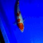 Kohaku 23 cm