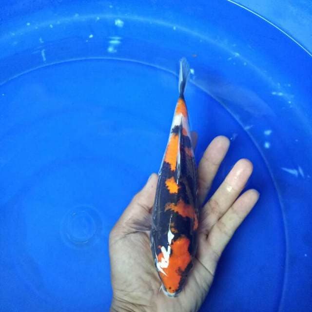 21 cm
