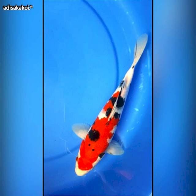 SANKE 25CM
