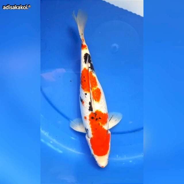 SANKE GINDRIN 28CM