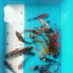 Mix koi (bid 10rb)