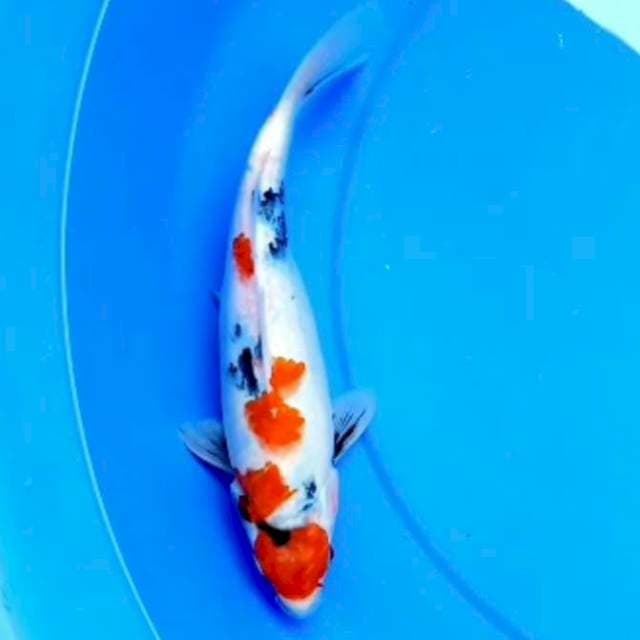 27cm TATEGOI SHOWA