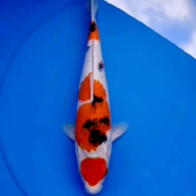 33cm MARUTEN SANKE 