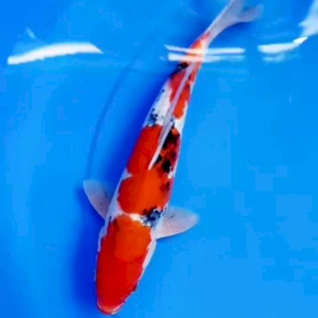 31cm SANDAN SANKE 