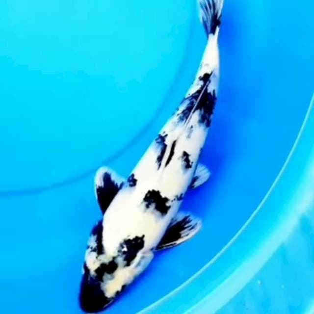34cm SHIRO