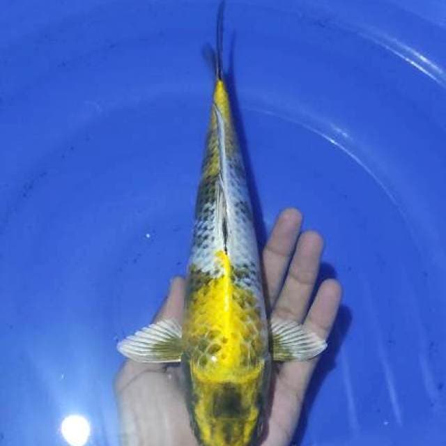 Kin Showa 28cm