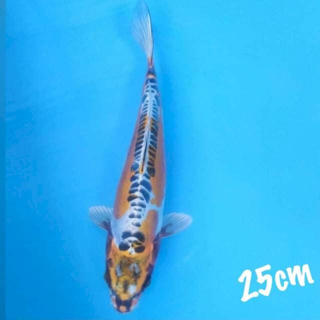 Kiko 25cm 