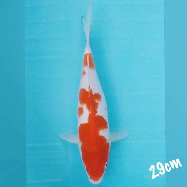 Kohaku 29cm