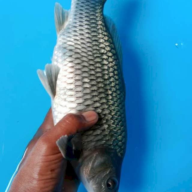 Black soragoi