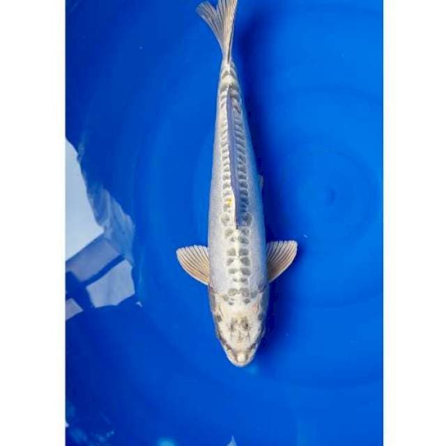 Kikokuryu 37cm M