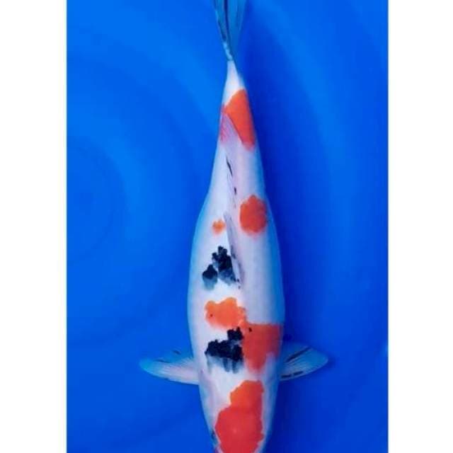 Jumbo Sanke 38cm F