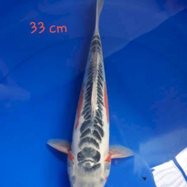 Shusui 30cm