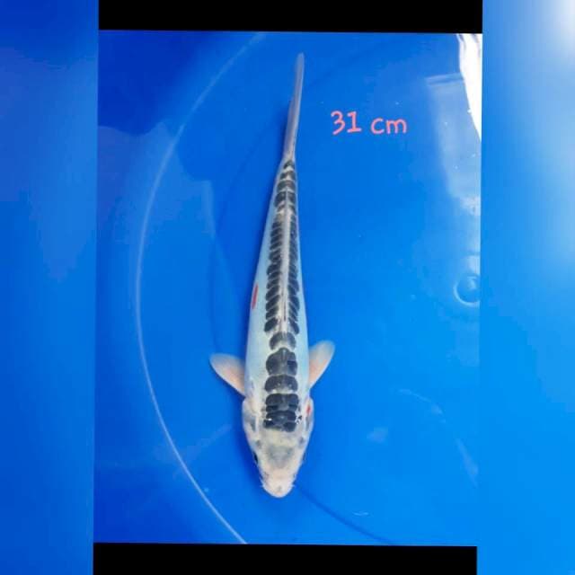Shusui 31cm