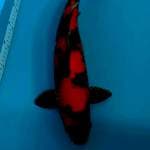 Hiutsuri male 46cm