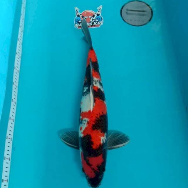 Showa male 45cm 