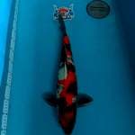 Showa male 45cm 