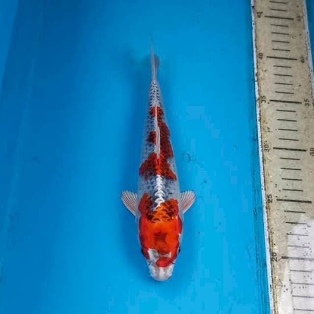 Beni Gingga 22cm