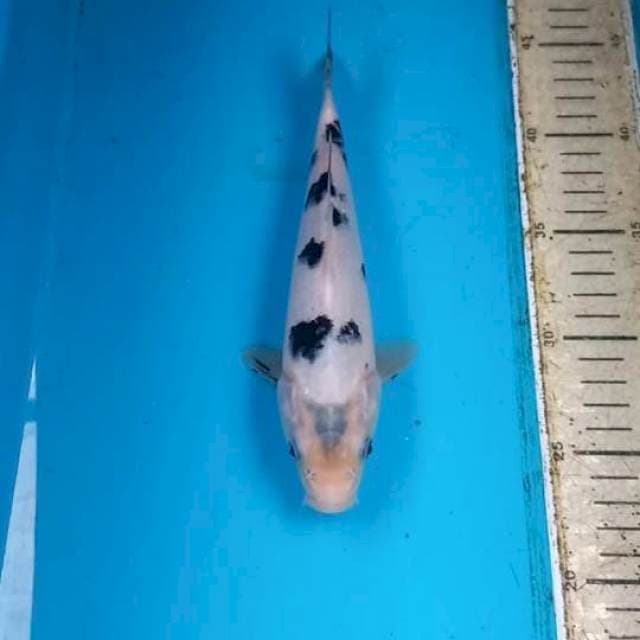 Bekko 23cm
