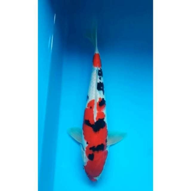 RED SANKE JANTAN 26 Cm