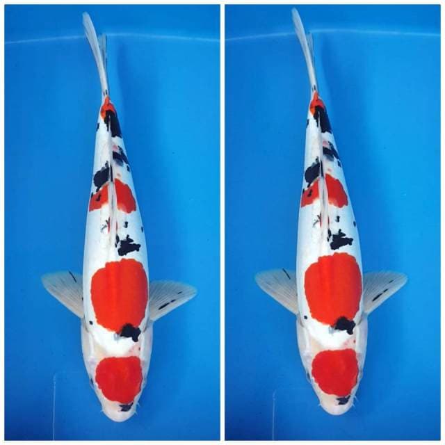Maruten Kindai Showa doitsu murni 35cm