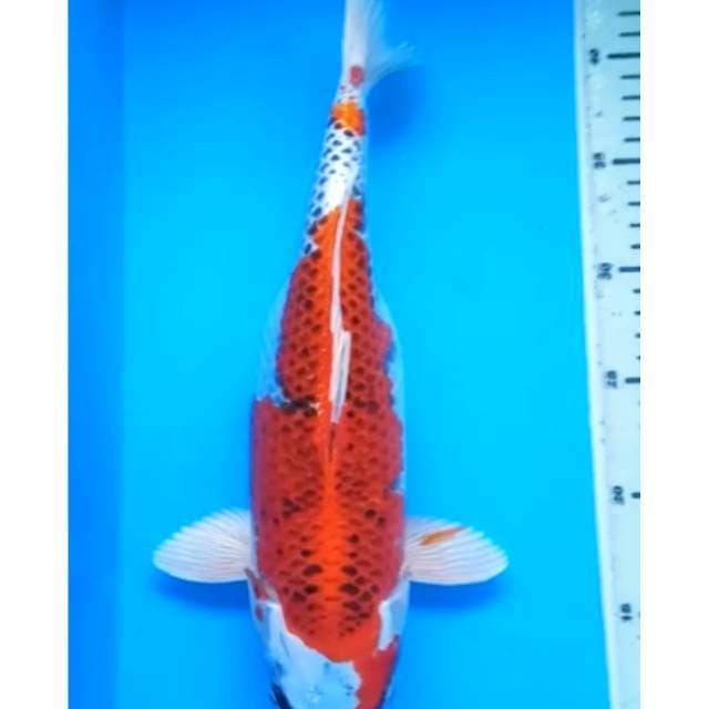 KUJAKU 35 Cm