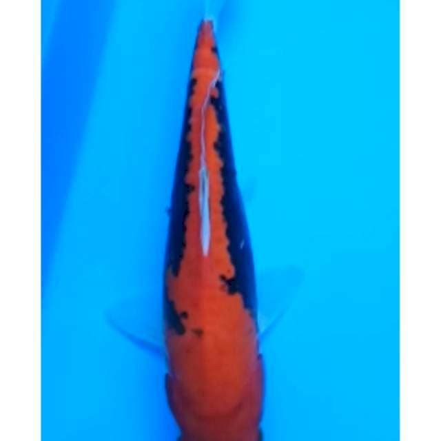 BENI KUMONRYU 23 Cm
