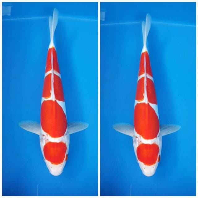 kohaki doitsu murni 4 step