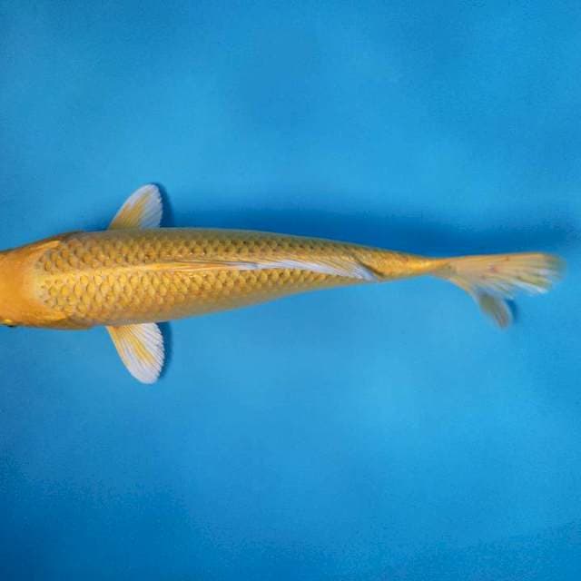 OGON