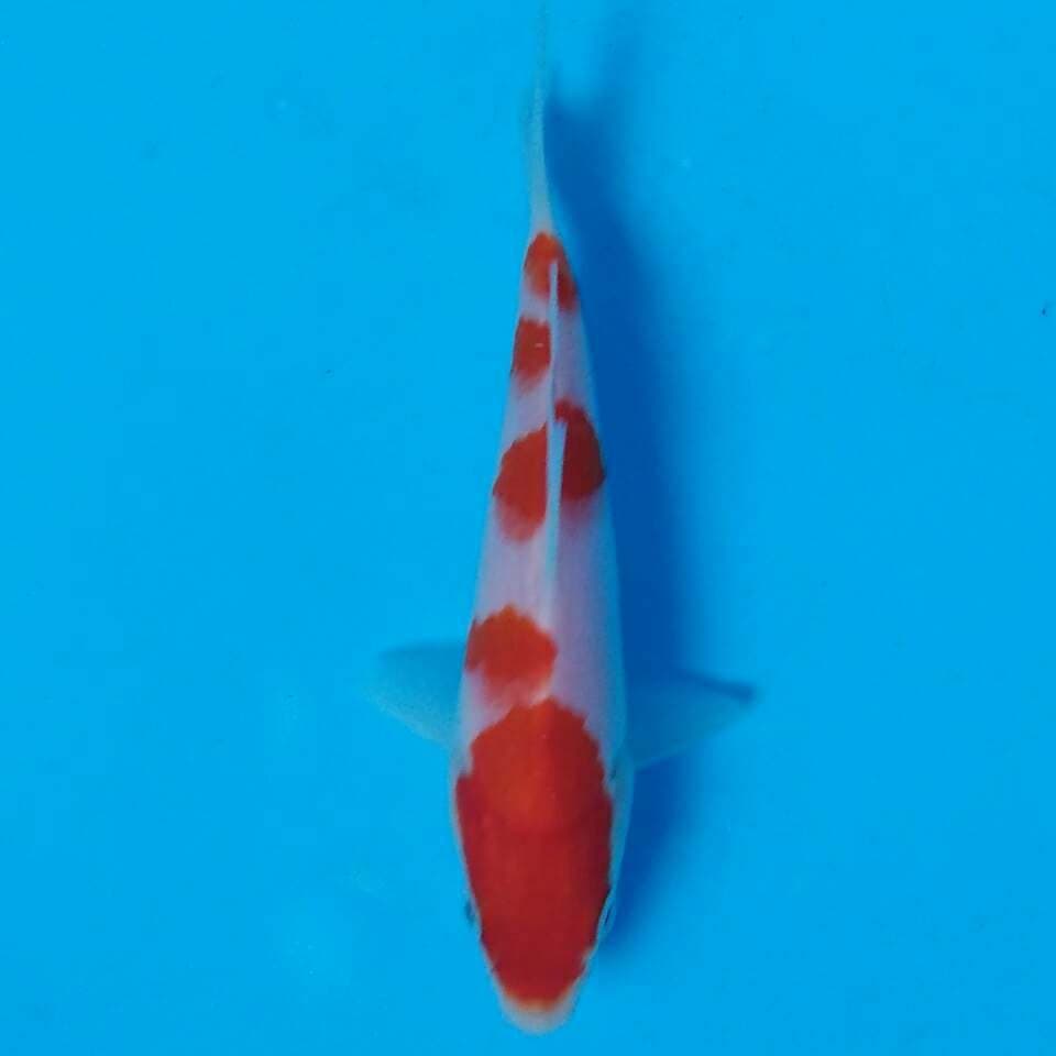 Kohaku sakura