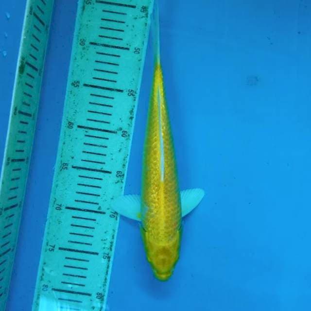 Ogon.. male
