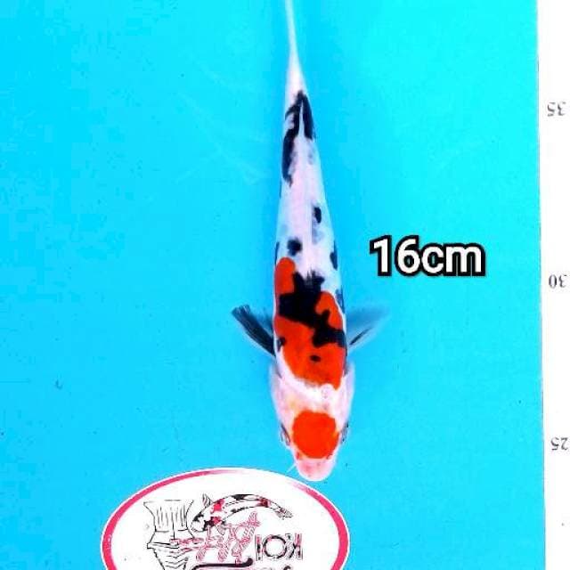 MARUTEN SHOWA DOITSU 16CM