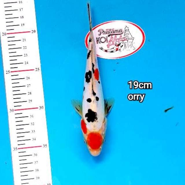 MARUTEN SANKE 19CM ORRY