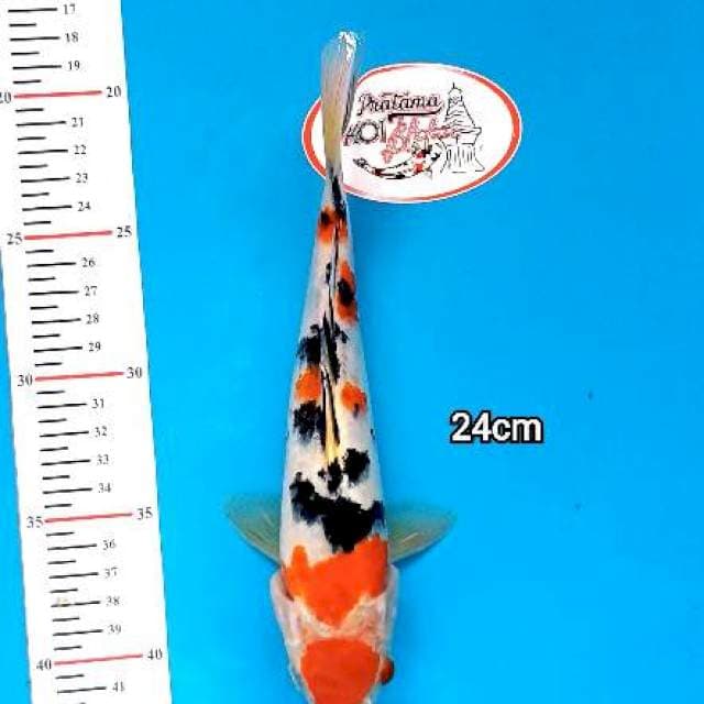 KUCHIBENY SANKE 24cm
