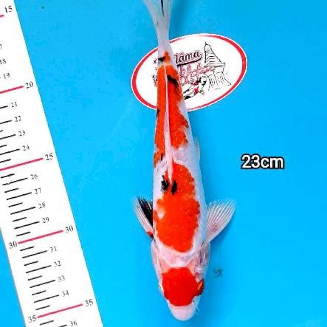MARUTEN SANKE 23cm