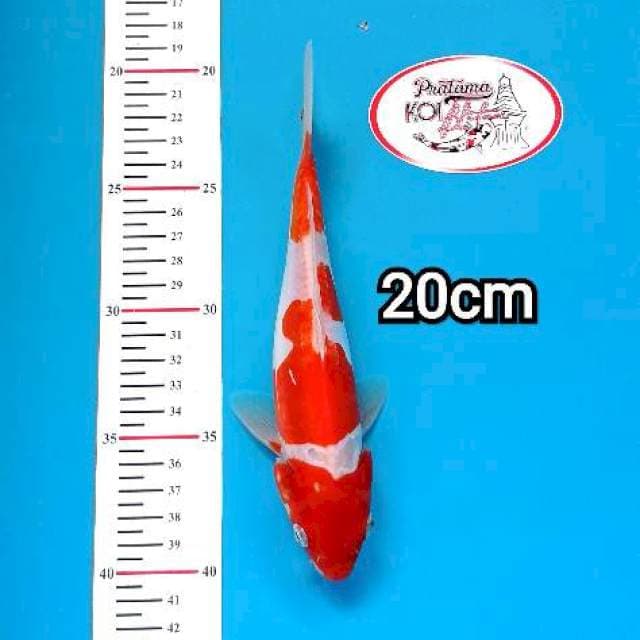 KOHAKU DOITSU 20cm