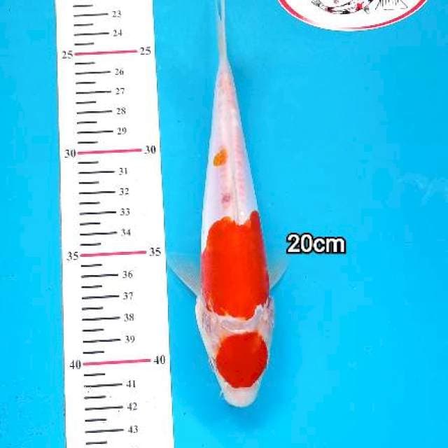 MARUTEN KOHAKU DOITSU 20CM