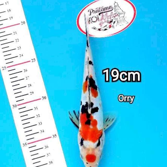 MARUTEN SANKE ORRY 19CM